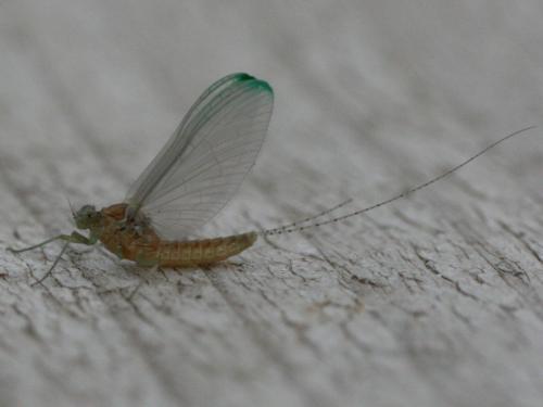 Cloeon dipterum