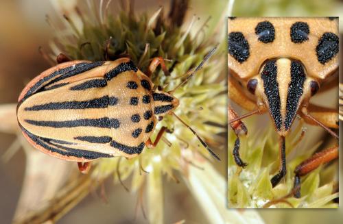 Réf. 39 894 : Graphosoma semipunctatum