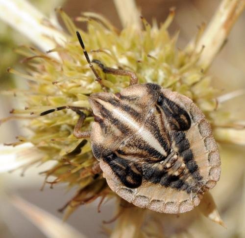 Réf. 39 893 : Graphosoma semipunctatum