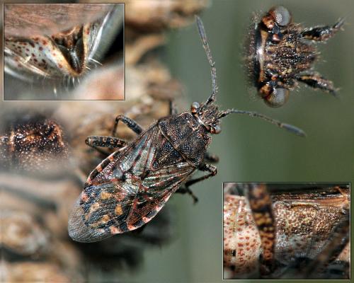 Stictopleurus punctatonervosus