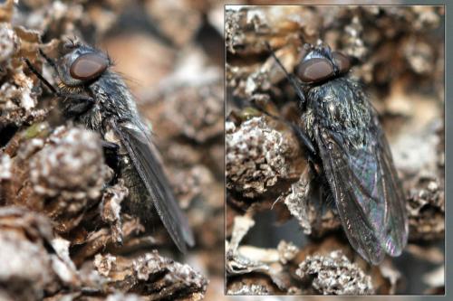 Pollenia sp.