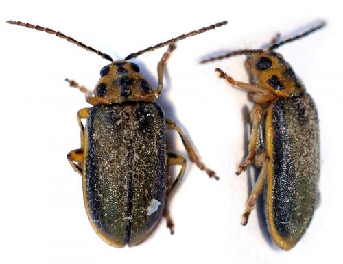 Xanthogaleruca luteola