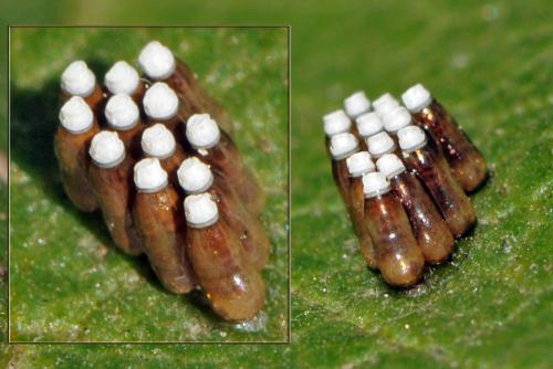 Réf. 39 996 : Rhynocoris sp.