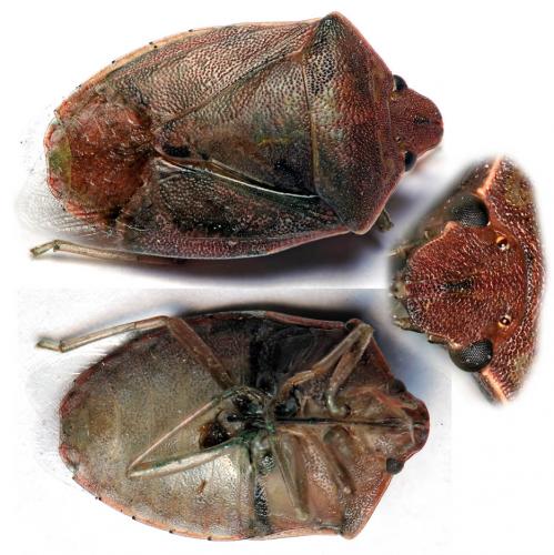 Acrosternum heegeri