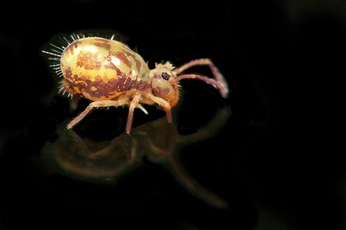 Dicyrtomina saundersi