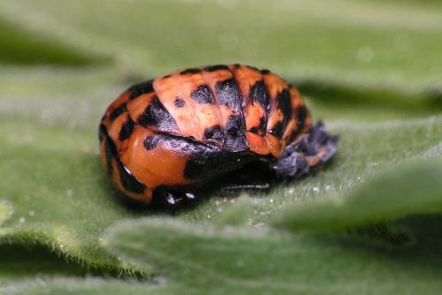 Réf. 39 531 : Coccinella septempunctata
