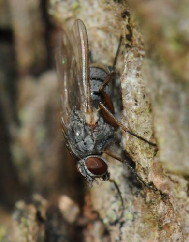Coenosia sp.