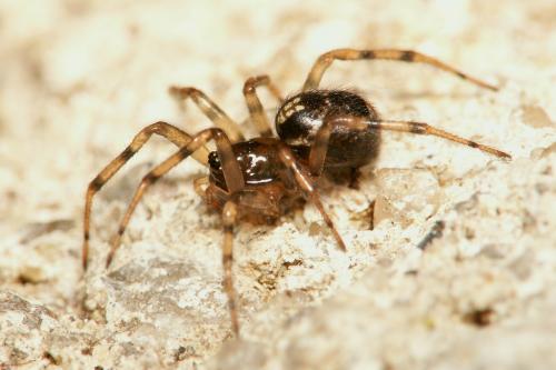 Enoplognatha mandibularis