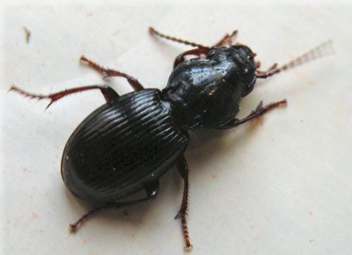 Réf. 39 602 : Molops piceus