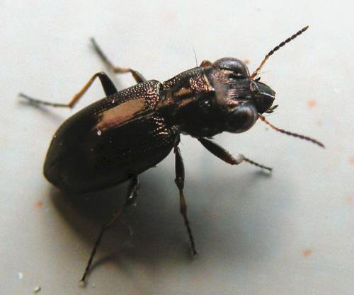 Réf. 39 589 : Notiophilus sp.