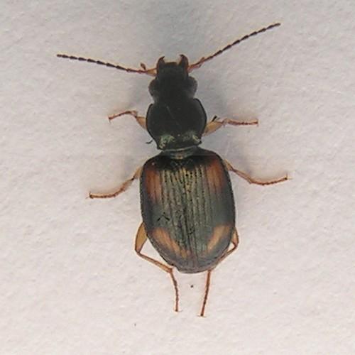 Bembidion sp.