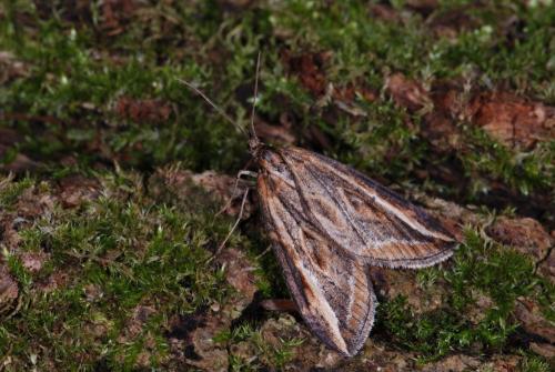 Chesias legatella