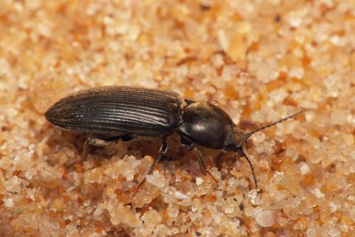 Réf. 39 533 : Cardiophorinae inconnu