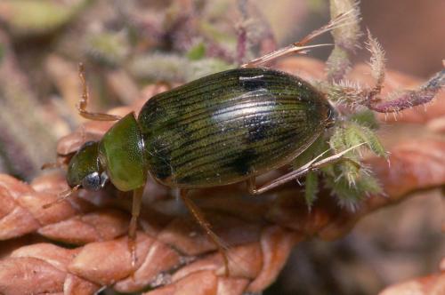 Berosus sp.