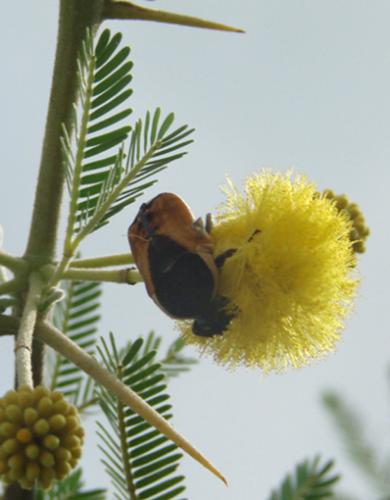 Réf. 39 739 : Phonotaenia aequinoctialis