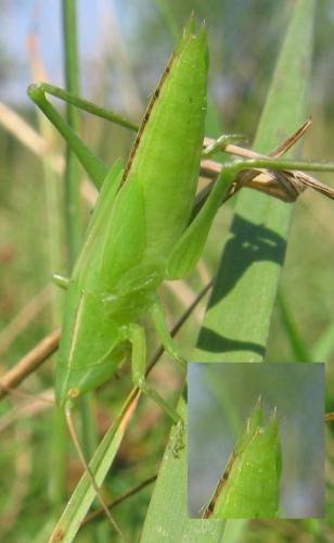 Réf. 39 412 : Ruspolia nitidula