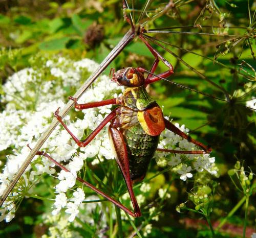Barbitistes serricauda