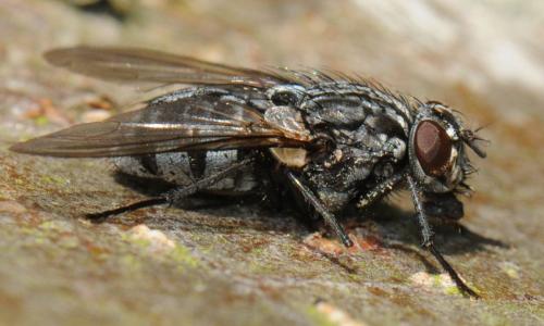 Réf. 39 119 : Polietes lardarius