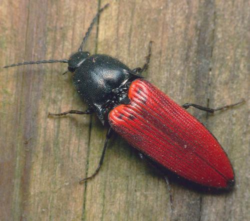 Réf. 39 827 : Ampedus sanguineus
