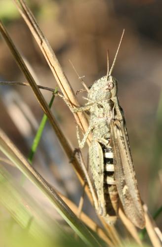 Chorthippus sp.