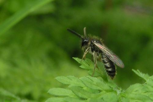 Andrena sp.