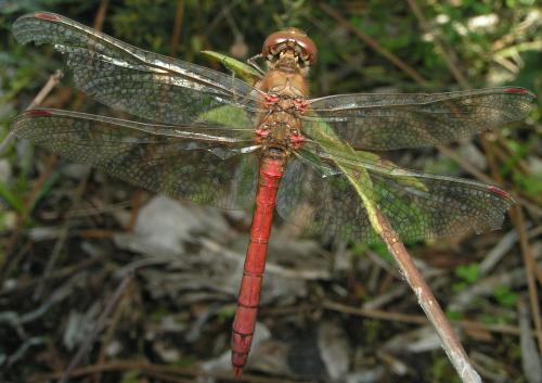Sympetrum striolatum