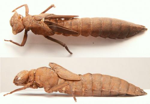 Brachytron pratense