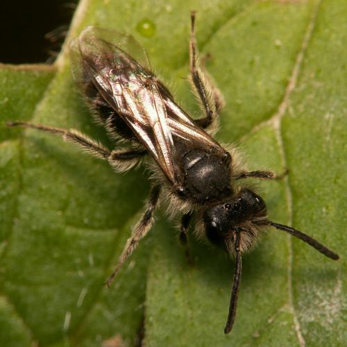 Andrena sp.