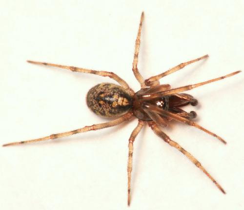 Enoplognatha mandibularis