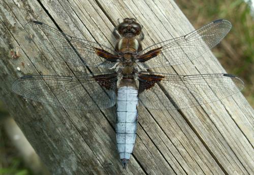 Réf. 39 777 : Libellula depressa