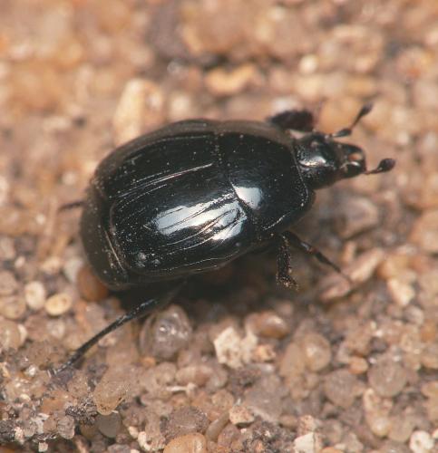 Margarinotus ignobilis