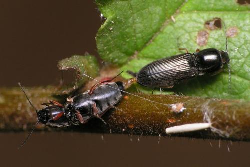 Réf. 39 828 : Cardiophorus rufipes
