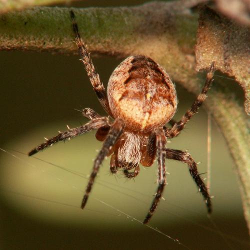 Araneus diadematus