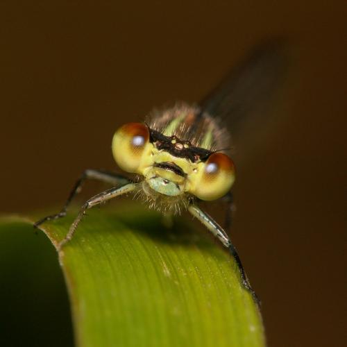 Erythromma viridulum