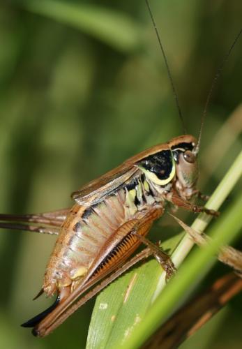 Roeseliana roeselii