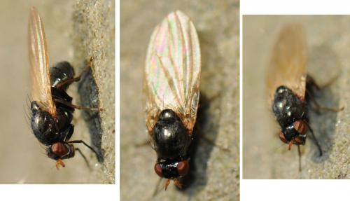 Réf. 39 715 : Calliopum sp.