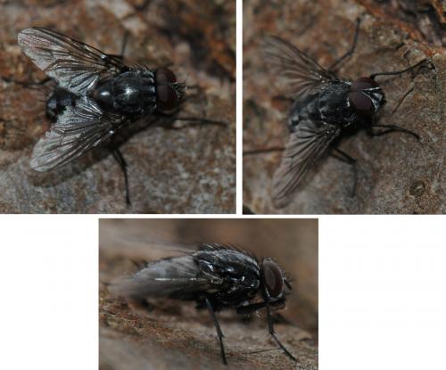 Muscina levida