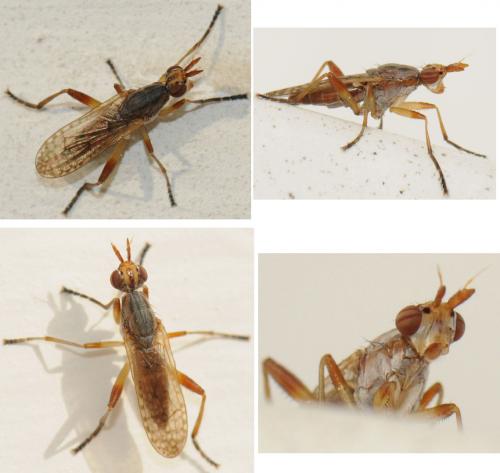 Dichetophora obliterata