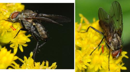 Réf. 39 969 : Anthomyia liturata