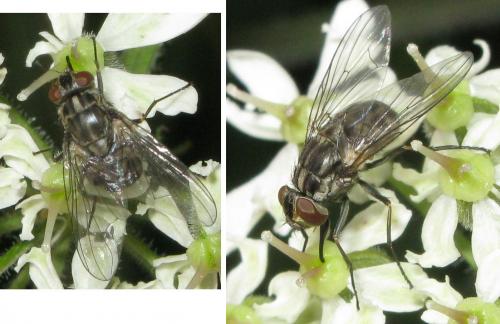 Stomoxys calcitrans