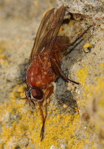 Réf. 39 657 : Thricops diaphanus