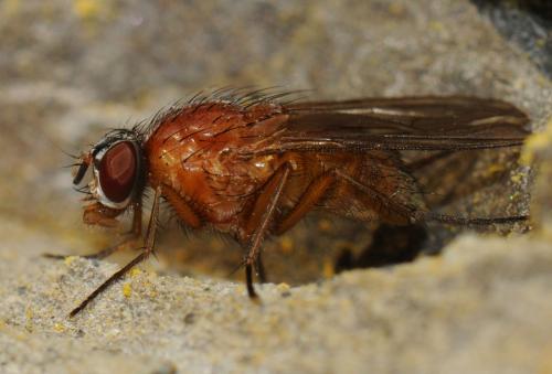 Réf. 39 658 : Thricops diaphanus