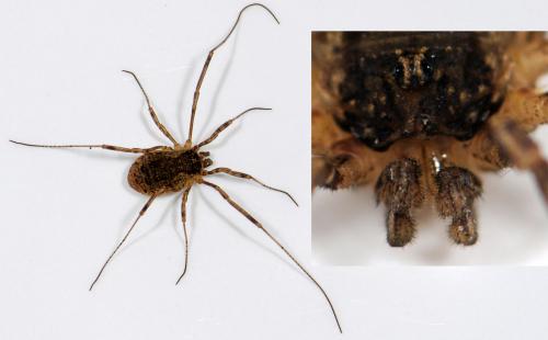Oligolophus tridens