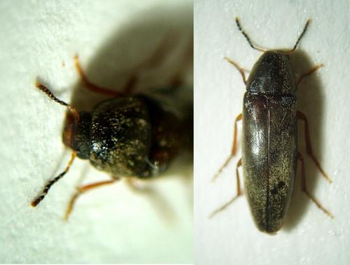 Réf. 39 041 : Phloiotrya rufipes