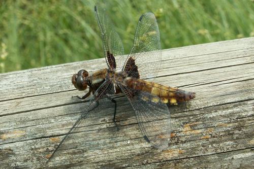 Libellula depressa