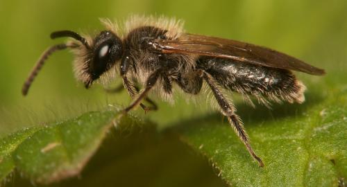 Andrena sp.