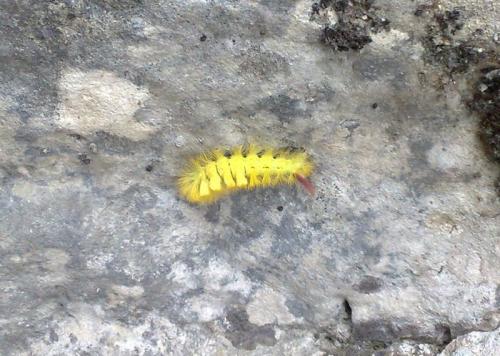 Calliteara pudibunda