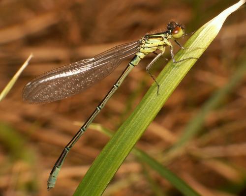 Erythromma viridulum