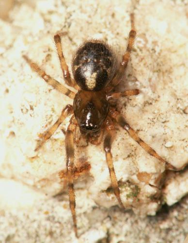 Enoplognatha mandibularis