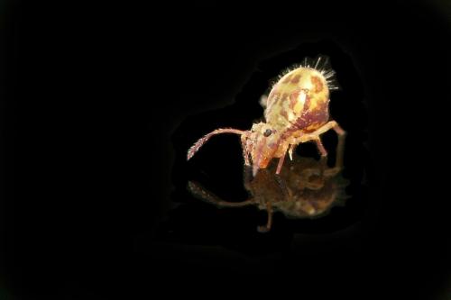 Dicyrtomina saundersi